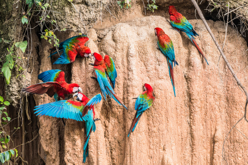 macaws in clay lick in the peruvian Amazon jungle at Madre de Dios Peru