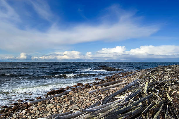 istock On the beach of  White sea 454946821