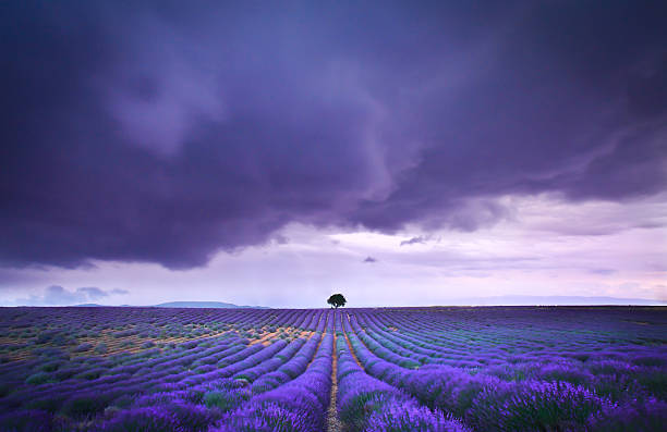 istock Lavender fields France 454947999