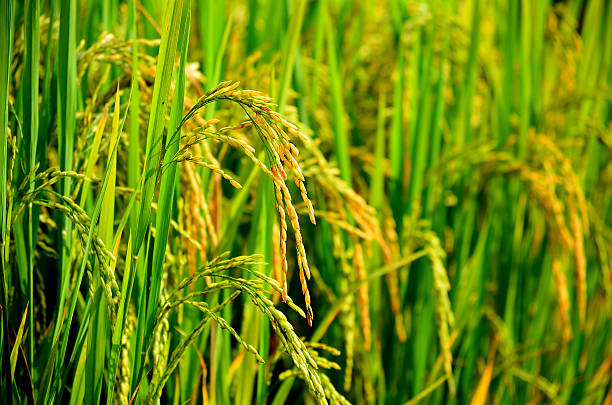 istock Rice Paddy Fields in Harvest Season 454948095