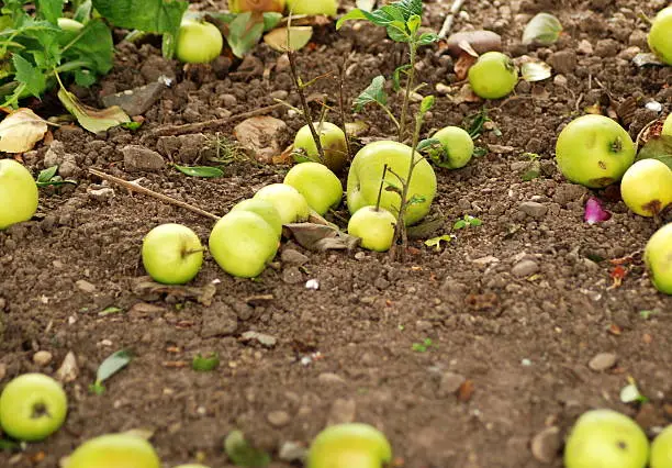 Crab apples naturally dropping to the ground during Autumn. They will turn into natural mulch.
