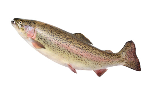 Rainbow trout isolated on a white background