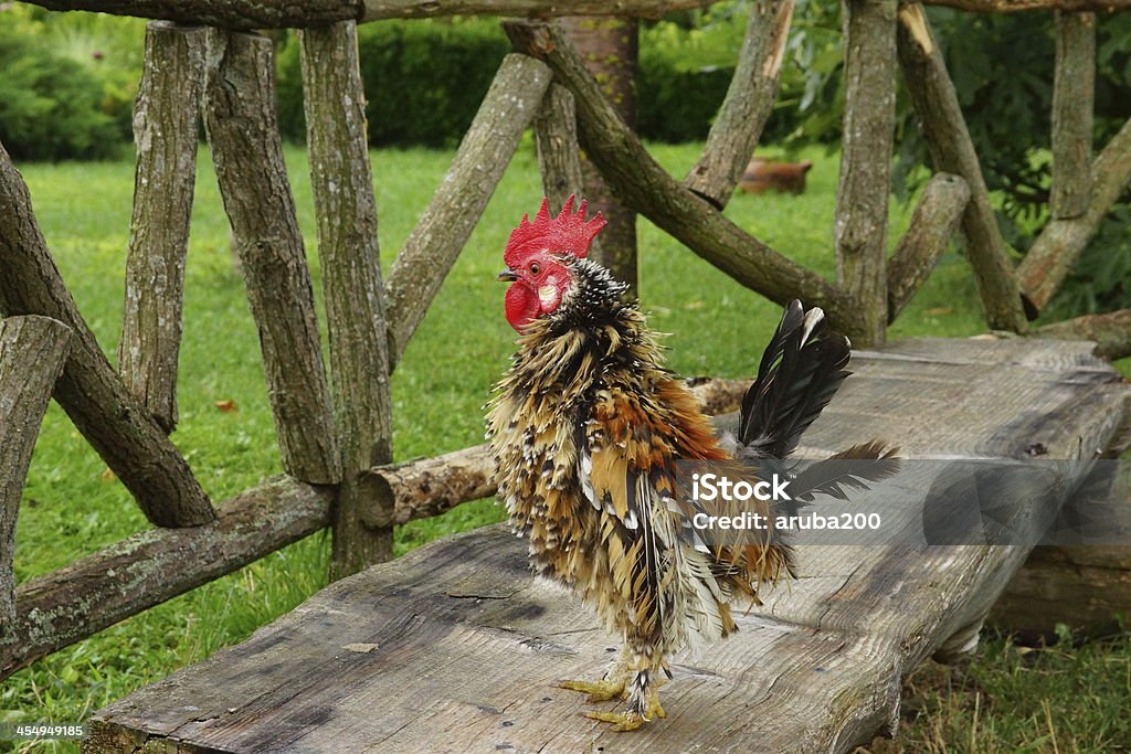 cock cock and beautiful rural views Agriculture Stock Photo