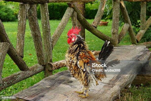 Cock Stock Photo - Download Image Now - Agriculture, Animal, Animal's Crest