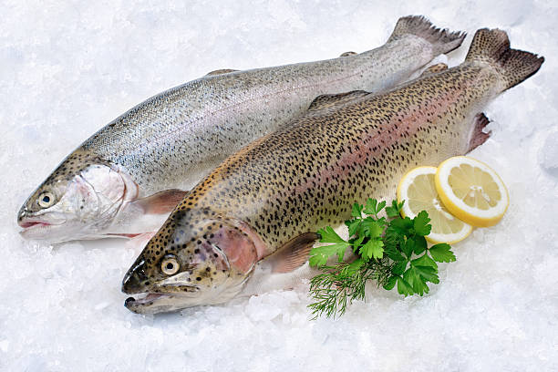 Two Rainbow Trout fish on ice with lemon and garnish