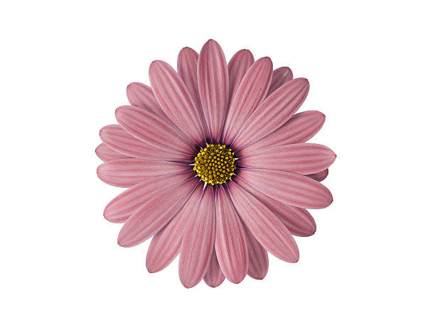 istock Pink flower isolated on white 454952543