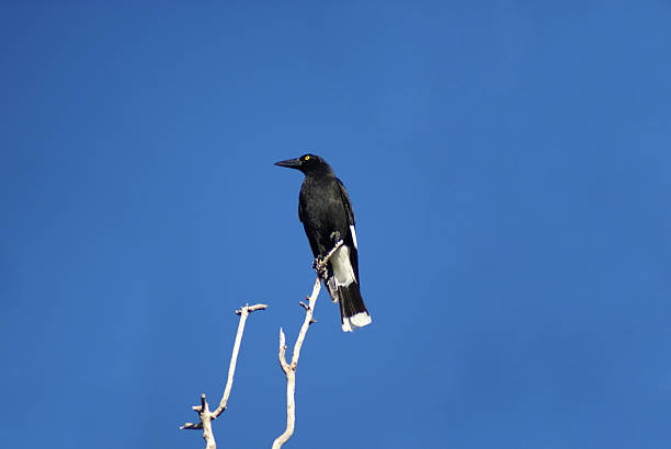 istock Pied currawong atop a tree 454952761