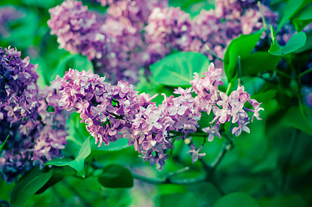 istock Branch of lilac flowers 454953475