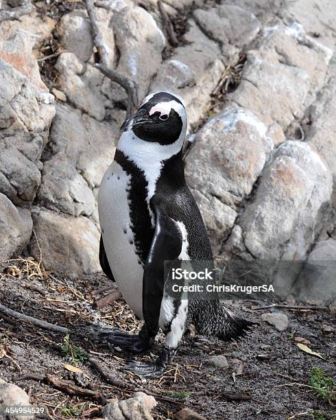 Pinguino Sulle Rocks - Fotografie stock e altre immagini di Africa - Africa, Africa meridionale, Ambientazione esterna