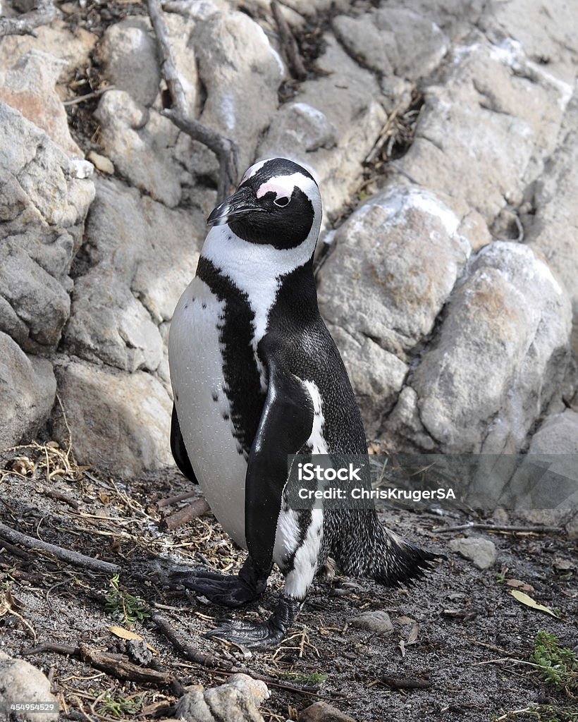 Pinguim de rocks - Royalty-free Animal Foto de stock