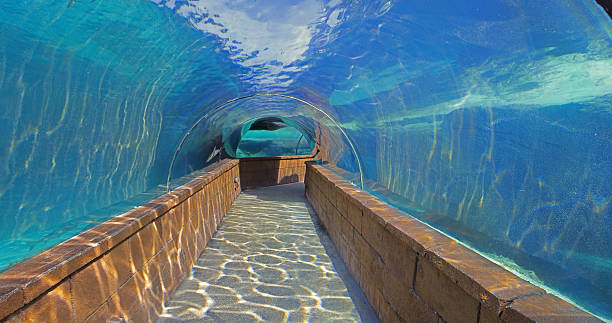 istock Under Water Shark Walk Atlantis Bahamas 454956679