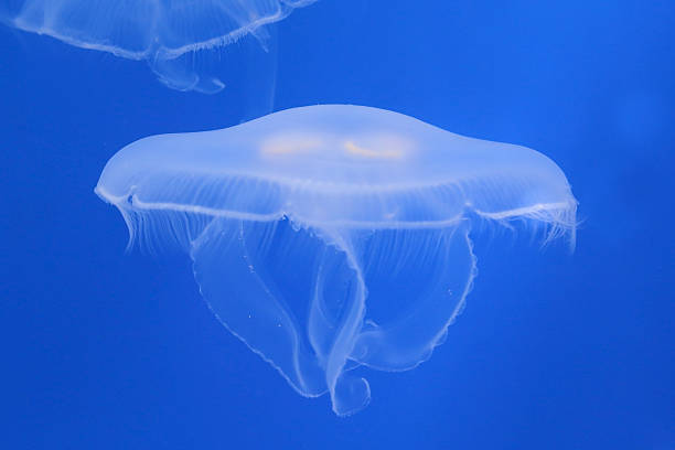 istock moon jellyfish in the water 454957155