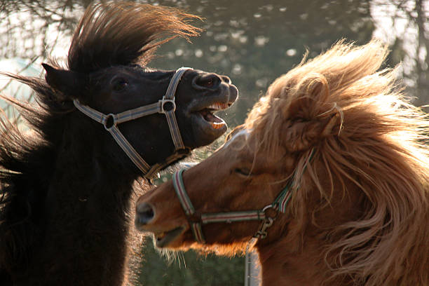 Raging Icelandic horses stock photo