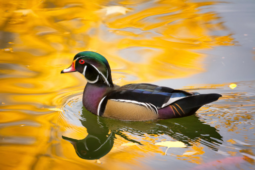 Colorful Texas wood duck cruising a pond lit by reflections from golden autumn foliage
