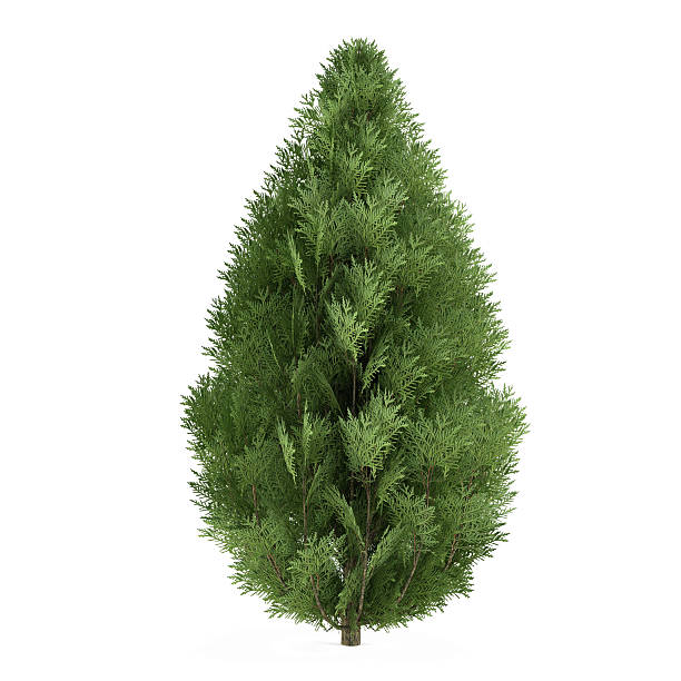 istock Tree bush isolated. Chamaecyparis lawsoniana 454957857
