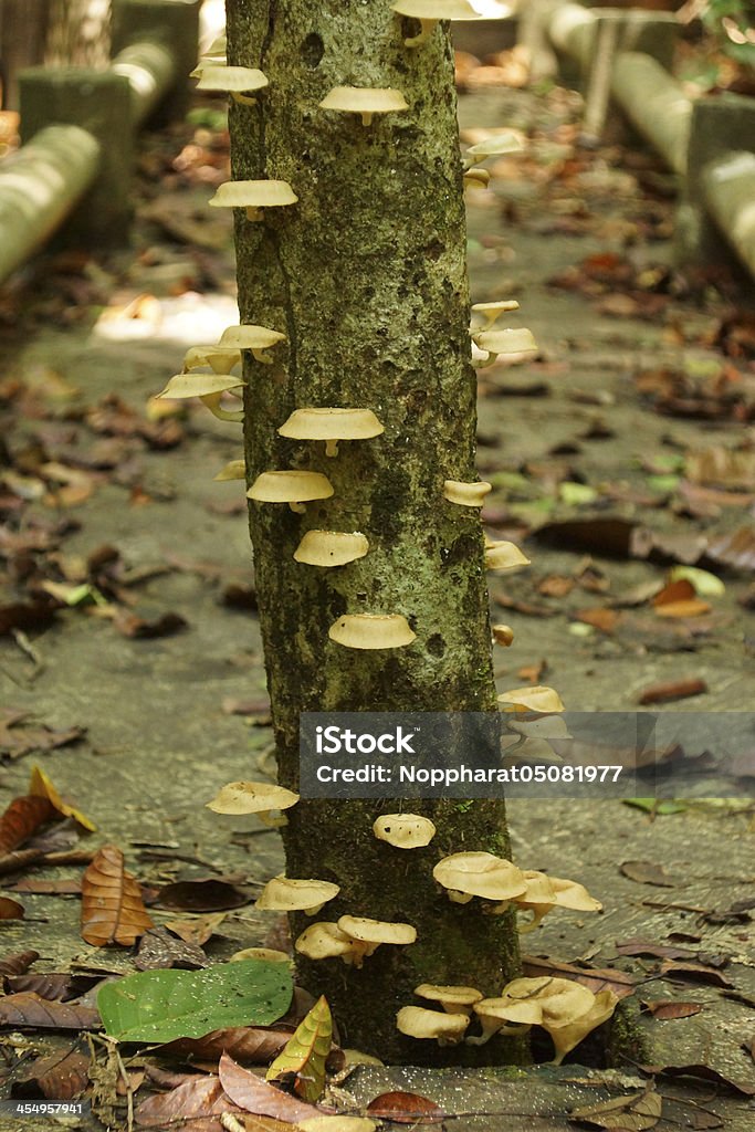 Funghi su un albero in giardino Botanico d'indipendenza spagnola. - Foto stock royalty-free di Albero