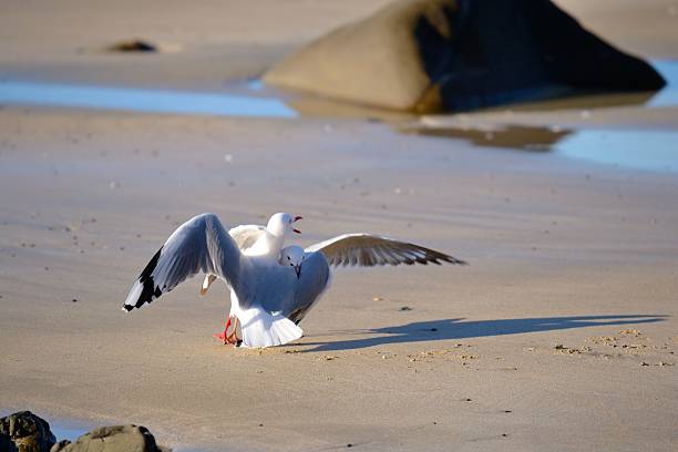 istock Couple of seagull fighting 454958051
