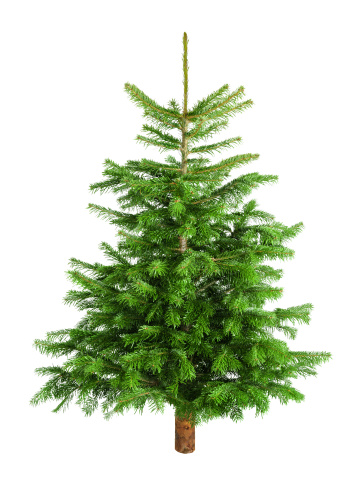 Studio shot of a fresh gorgeous Christmas tree without ornaments, isolated on white