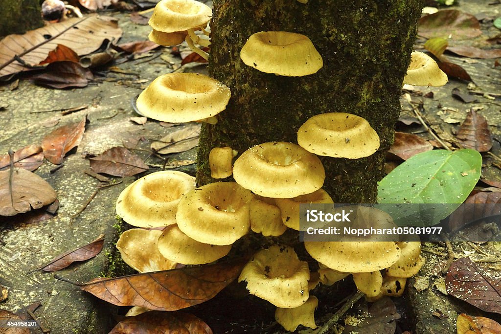 Cogumelos em uma árvore no Jardim botânico Peninsular. - Royalty-free Amarelo Foto de stock