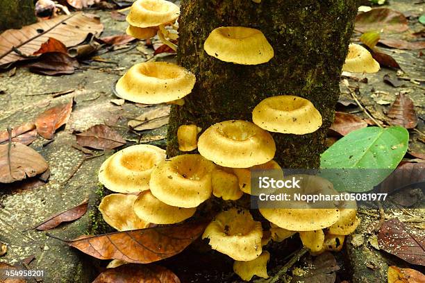 Cogumelos Em Uma Árvore No Jardim Botânico Peninsular - Fotografias de stock e mais imagens de Amarelo
