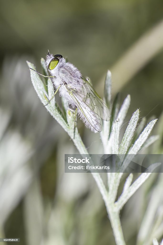 Retrato de um frostfly - Foto de stock de Animal royalty-free