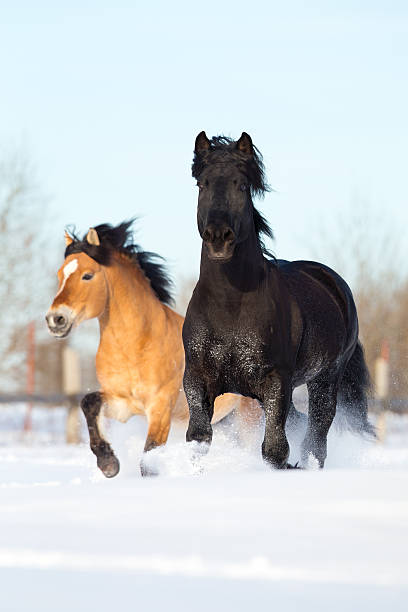 istock Two horses runs on the snow in winter. 454958595