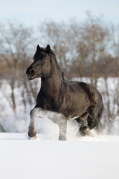 istock Black horse runs on the snow, Lithuanian stallion. 454958827