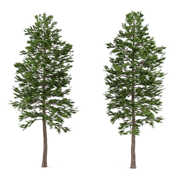 istock Tree pine isolated. Pinus sylvestris 454962029