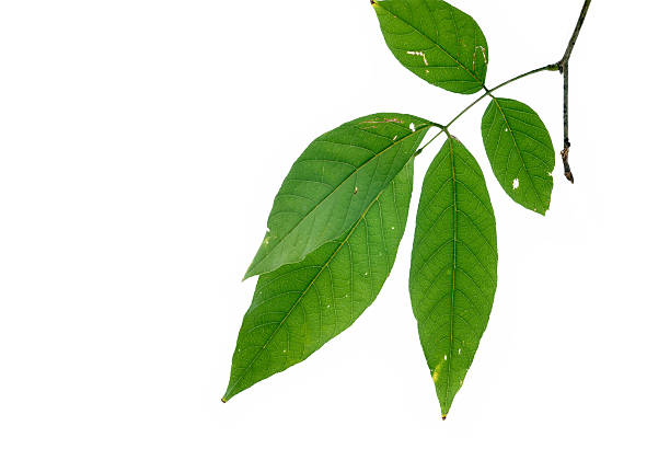 istock leaves on the branch 454962215