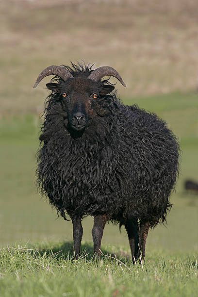 hebridean-black-sheep.jpg?s=