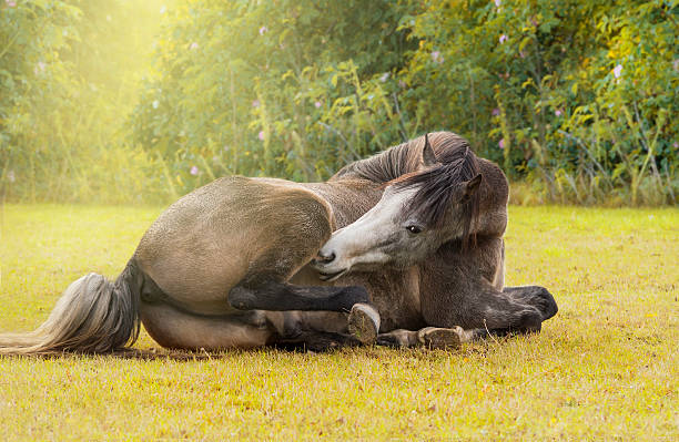 istock Brown horse lying on the autumn nature 454963601