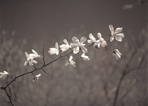 magnolia flores. - magnolia flower sepia toned flower head fotografías e imágenes de stock