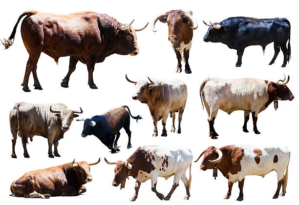 Set of bulls. Isolated over white  background