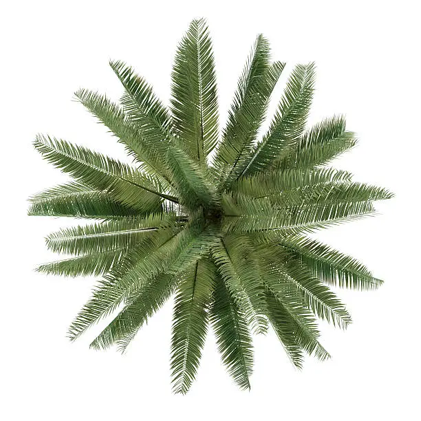 Photo of Palm tree isolated. Jubaea chilensis top view