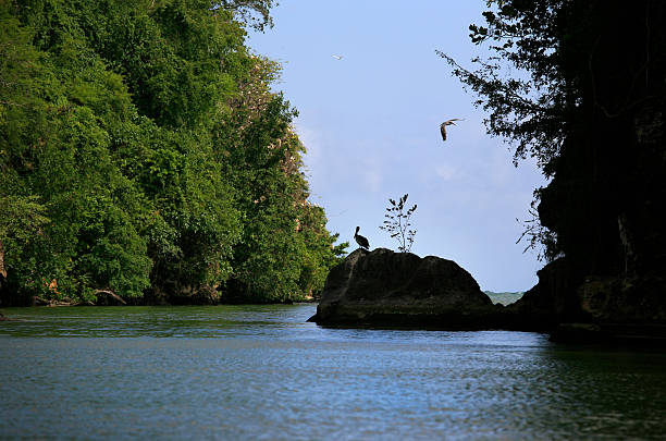 Pelican on a rock along Yuma River, Boca de Yuma, Dominican Republic. Boca de Yuma is a village in the province of La Altagracia, in the Dominican Republic. It is situated west of the mouth of the Rio Yuma, near the Caribbean Sea.The word Yuma is an indigenous Taino name.