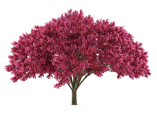 istock Japan tree sakura isolated. Prunus cerasus 454972279