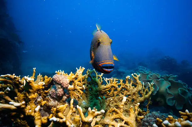 Photo of Orange-lined triggerfish