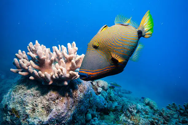 Trigger-fish with orange stripes and a bright green tail.  The fish is hovering over some coral in the ocean.  The water is two different shade of blue.  It is darker on the sides than it is immediately surrounding the fish.