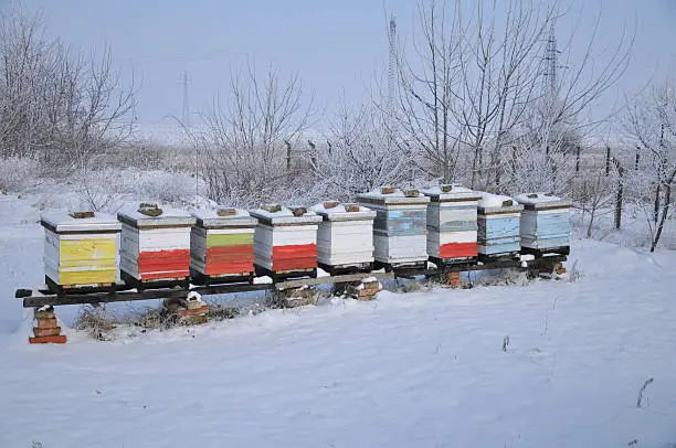 Bee Hives