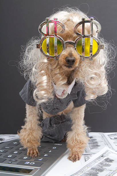 Little Blonde Business Person A blonde poodle wearing a business suit and sunglasses with dollar signs types on a calculator surrounded by money. dog-currency-calculator-finance stock pictures, royalty-free photos & images