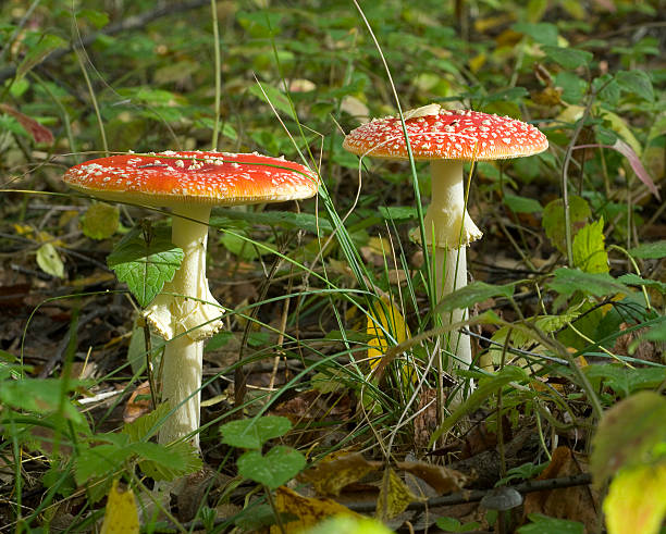 istock Amanita muscaria mashroom 454977481