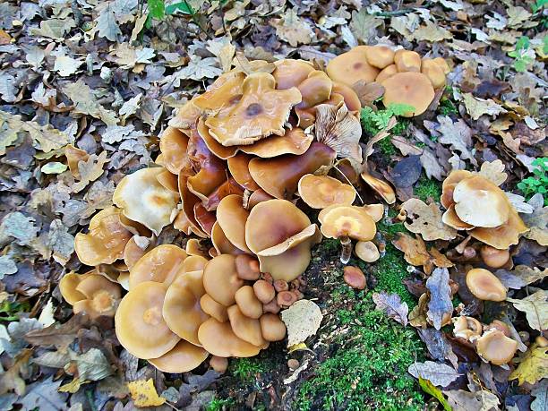 istock Mushrooms kuehneromyces mutabilis 454977811