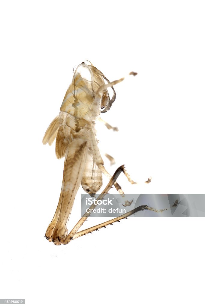 grasshopper muda - Foto de stock de Amarelo royalty-free