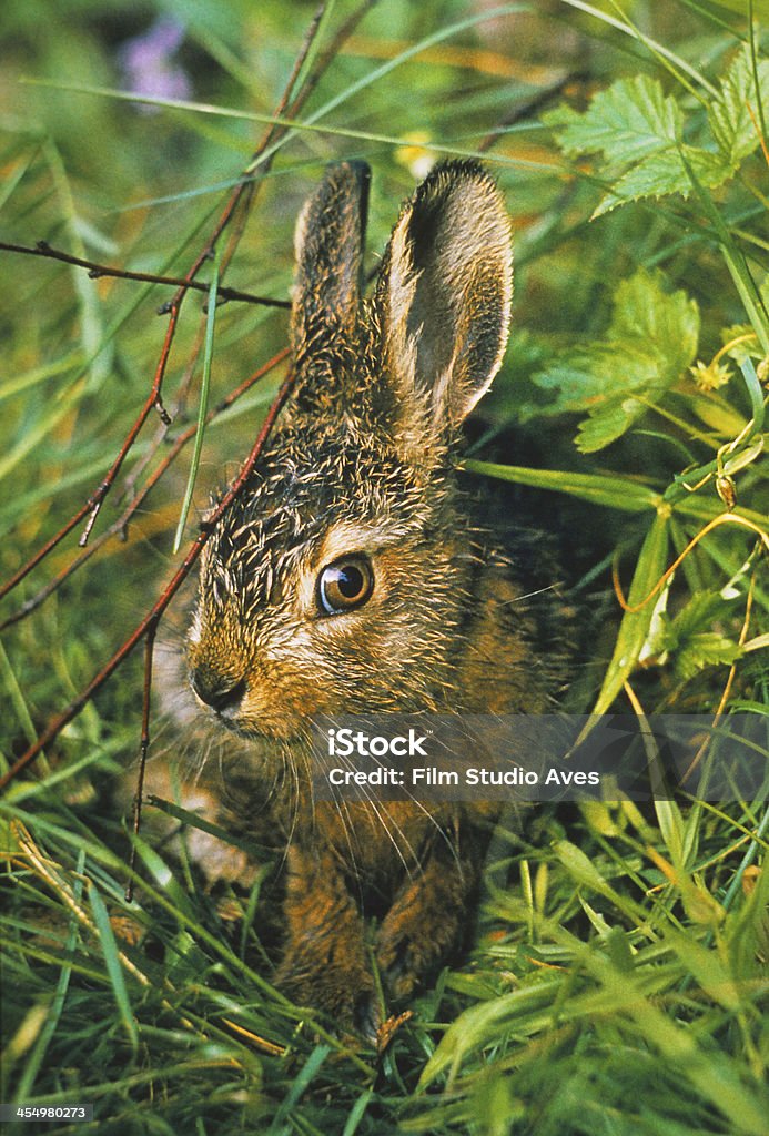 Hare. Baby. Animal Stock Photo