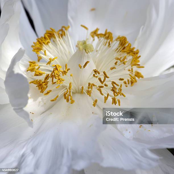 White Peony Stock Photo - Download Image Now - Bud, Close-up, Flower