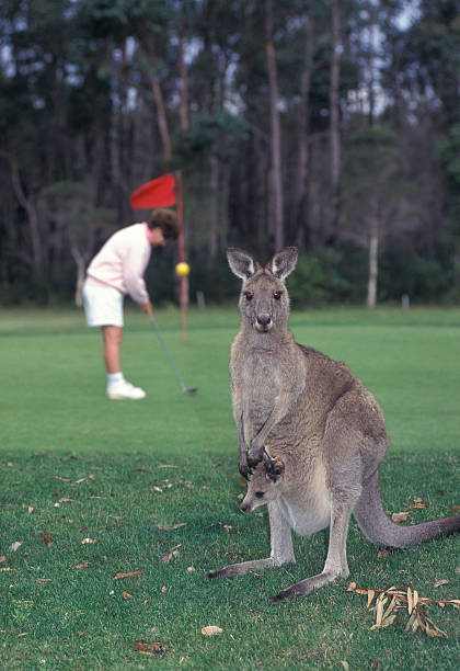 Kangaroos stock photo