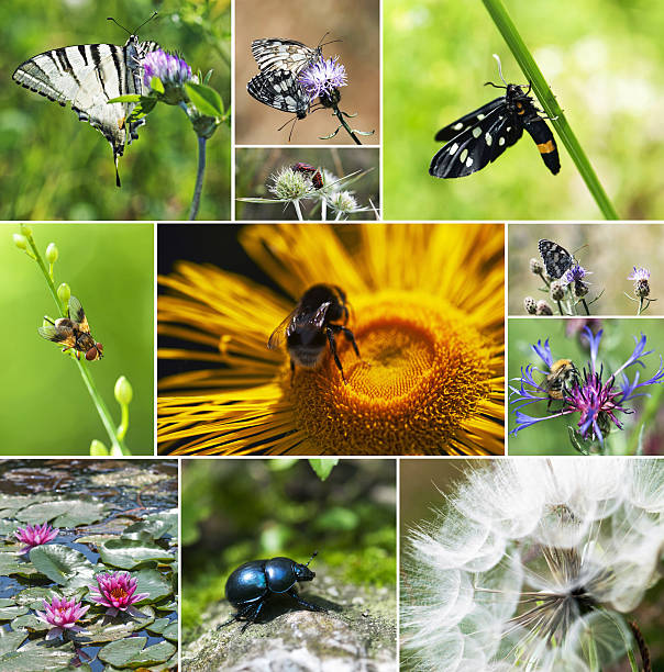 istock Mix of insect and flowers 454981737