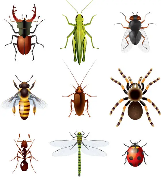 Vector illustration of Set of insects on white background