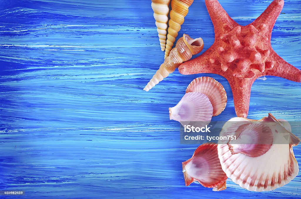 sea shells sea shells on blue board Animal Shell Stock Photo