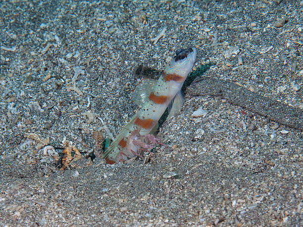 Goby and bulldozer shrimp Goby and bulldozer shrimp shrimp goby stock pictures, royalty-free photos & images
